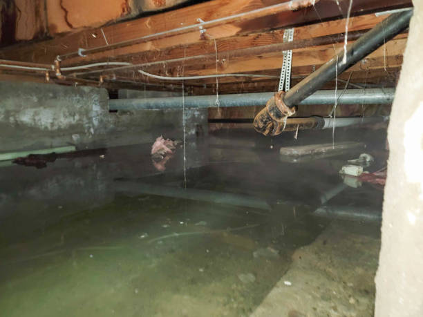 Best Professional water damage repair  in South Greensburg, PA